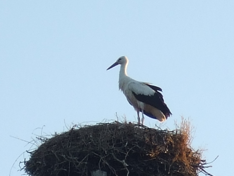 Ein Storch in Wustrau