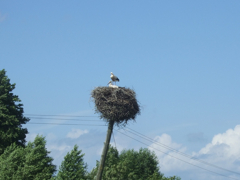 Der Storch hat eine prima Aussicht von da oben!