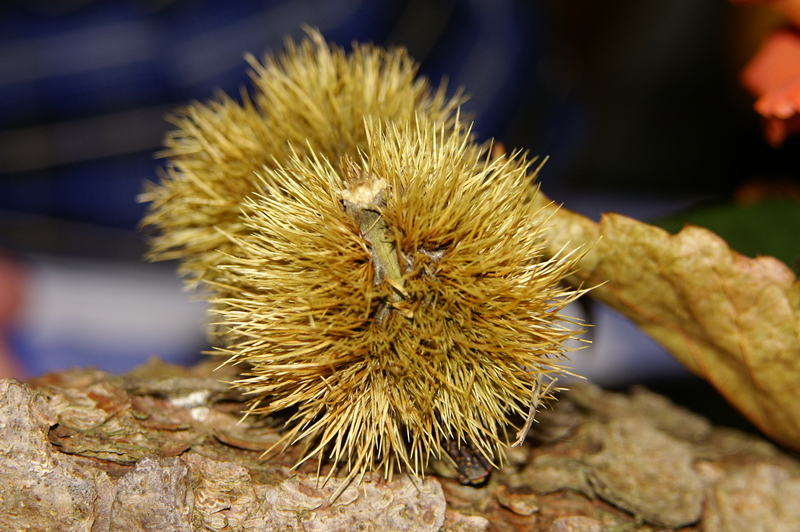 Das ist eine Maronischale, kein Baby-Igel!