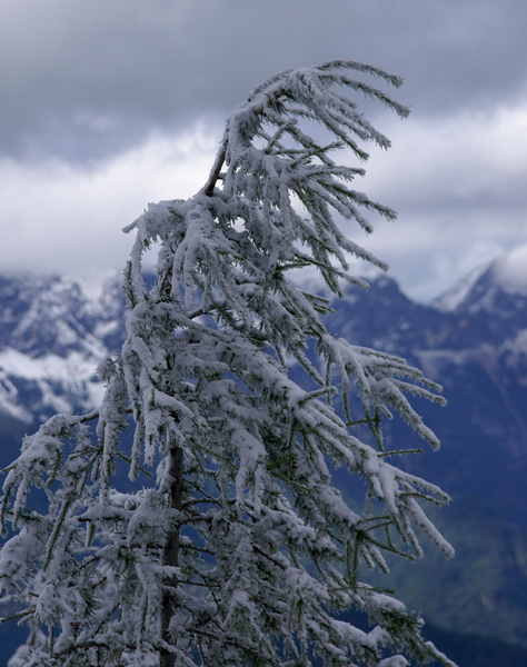 Der Baum biegt sich im eiskalten Wind!
